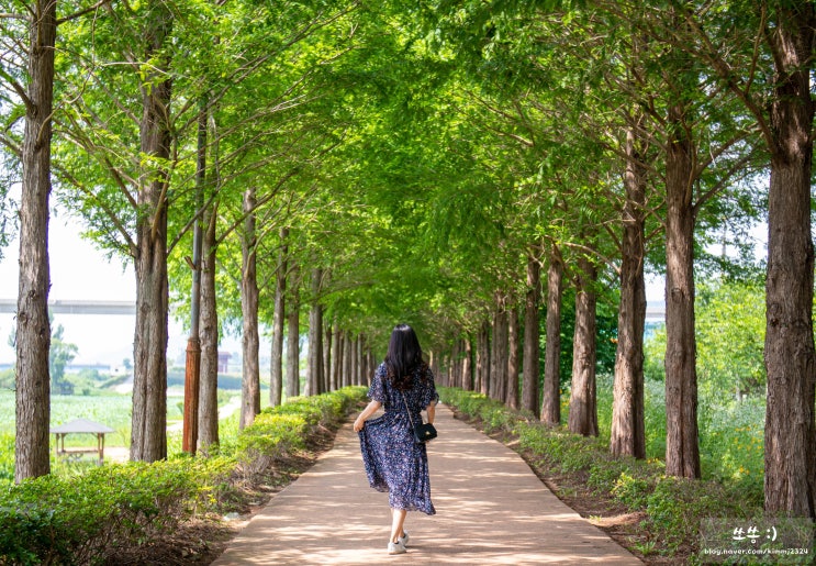  공주 메타세콰이어길 카페 목향커피 초록초록감성
