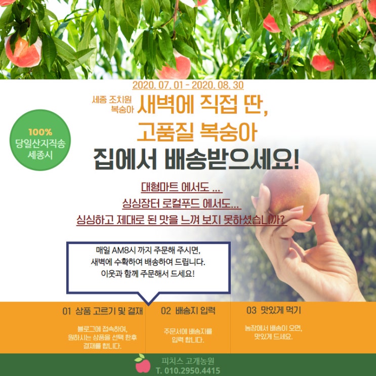  [세종 조치원 복숭아 과수원 - 고개농원]새벽 수확한 복숭아 당일배송 해드립니다 - 세종시지역