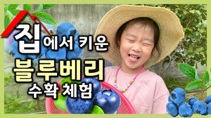 집에서 키운 블루베리 나무 한 그루 수확 체험하기! 오늘은 블루베리 아가씨 l 브이로그 vlog 경북 고령 고령군 대구 성주군 칠곡군 대구근교 농촌 집에서 키운 블루베리 나무 한 그루 수확 체험하기! 오늘은 블루베리 아가씨 l 브이로그 vlog 경북 고령 고령군 대구 성주군 칠곡군 대구근교 농촌