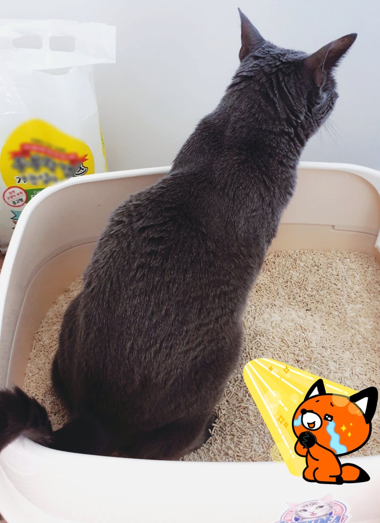  힐스 c/d 로 고양이 방광염 문제 해결