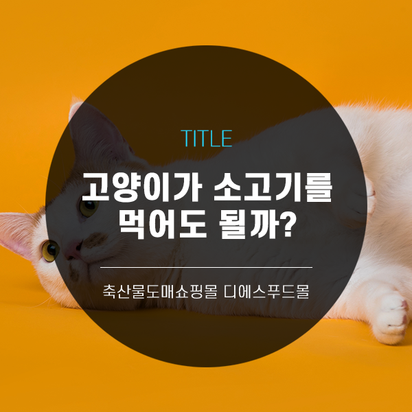 [디푸의 고기정보]고양이가 소고기를 먹어도 될까?