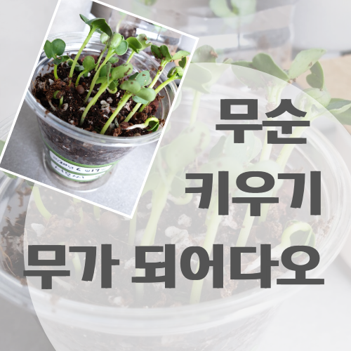  무순 키우기 무가 되어다오! 시작은 학교 과제였지만 마무리는 깍두기로 터무니없는 꿈이어도 괜찮아.