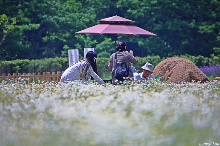 강릉 핑크뮬리 명소 호린파크 케모마일