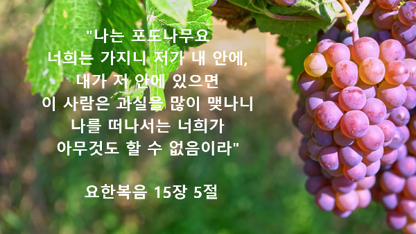 매일성경 묵상 _ 요한복음 15장 5절