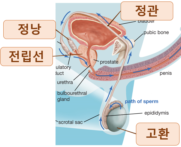 남자 전립선 위치, 기능 : 네이버 블로그 남자 전립선 위치, 기능 : 네이버 블로그