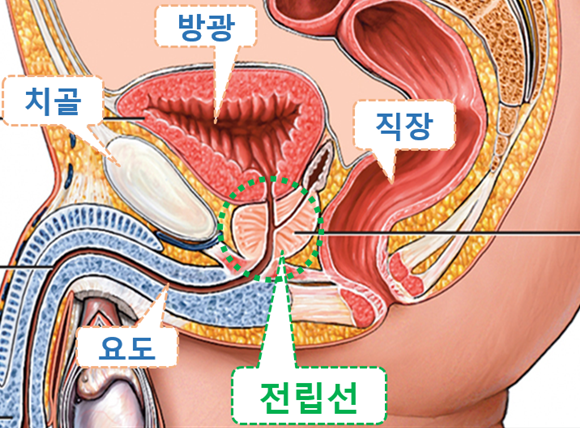 남자 전립선 위치, 기능 : 네이버 블로그 남자 전립선 위치, 기능 : 네이버 블로그