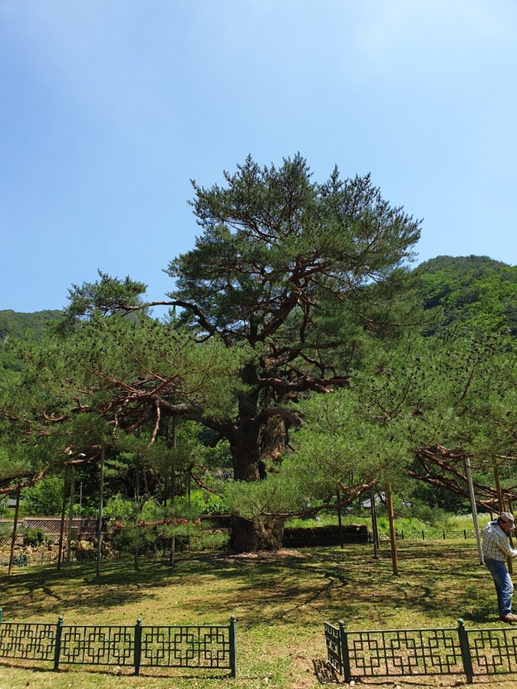 보은 가볼만한곳, 보은 서원리 소나무(천연기념물 제352호, 보은 속리 정이품송의 아내)