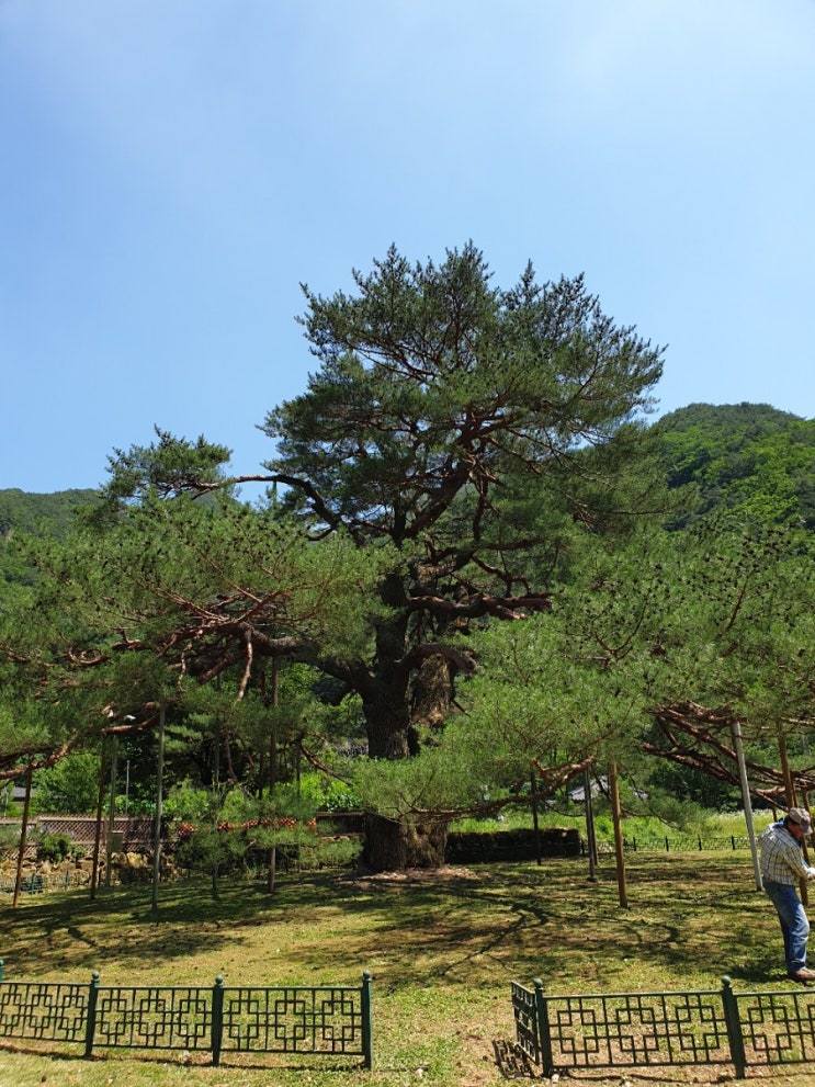 보은 가볼만한곳, 보은 서원리 소나무(천연기념물 제352호, 보은 속리 정이품송의 아내)