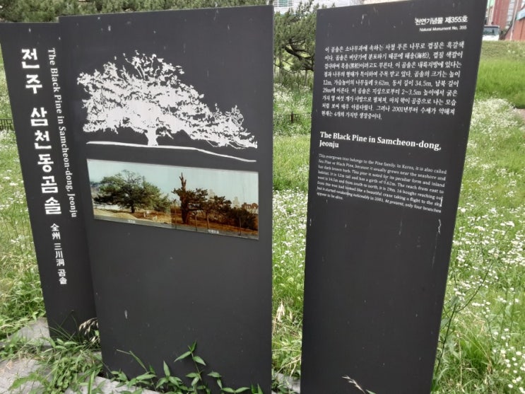 곰솔나무 250년의세월 천연기념물 355호