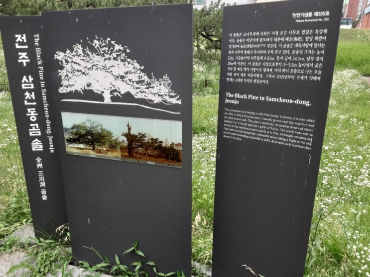  곰솔나무 250년의세월 천연기념물 355호