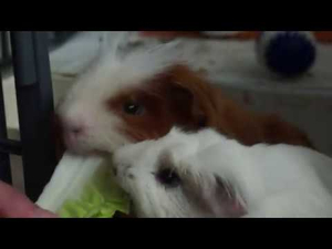 기니피그 먹방 리얼 사운드 ASMR / guinea pig eating ASMR 기니피그 먹방 리얼 사운드 ASMR / guinea pig eating ASMR