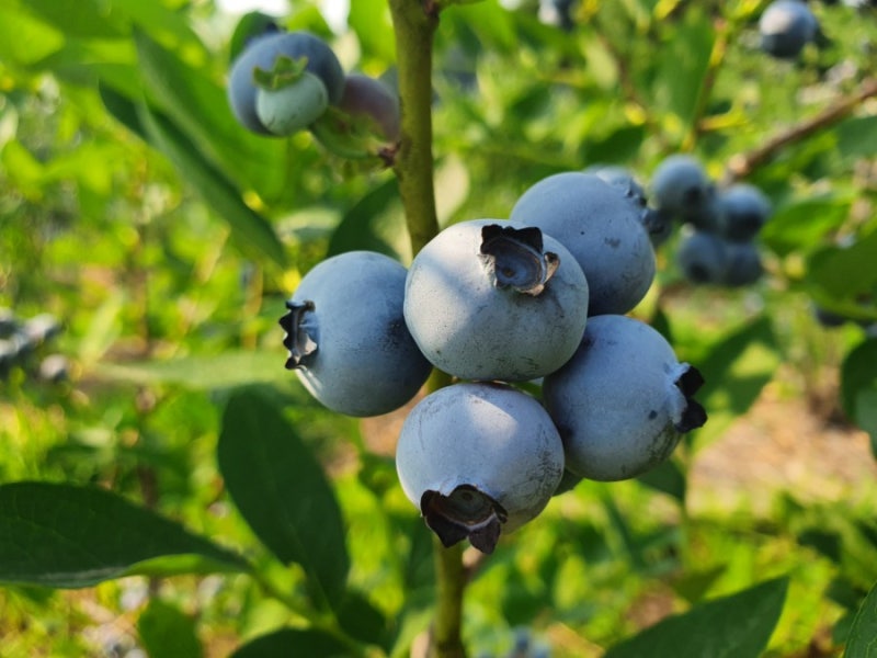 블루베리 수확 시기