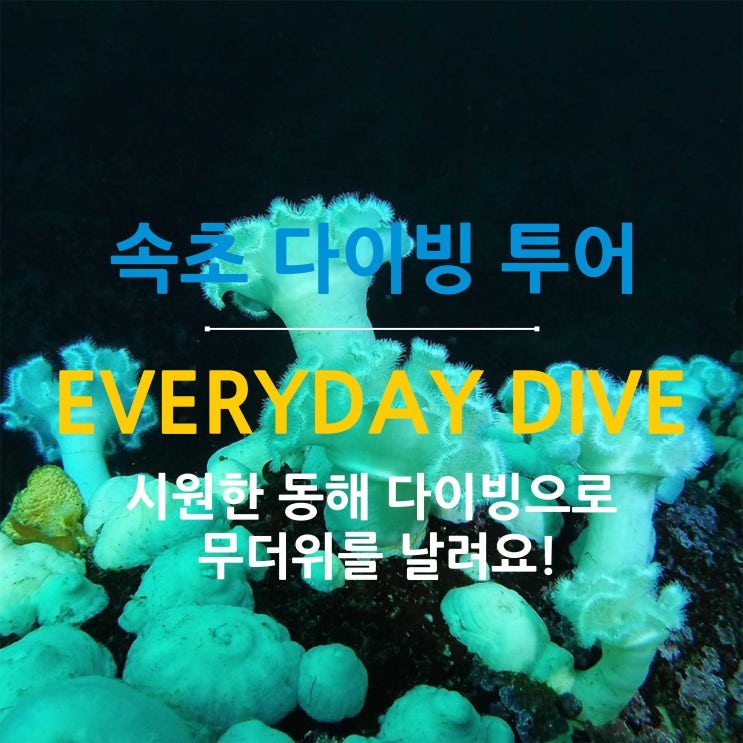  [펀키트립] 2020년 7월 11일 당일치기 속초 다이빙 투어 with 에브리데이다이브