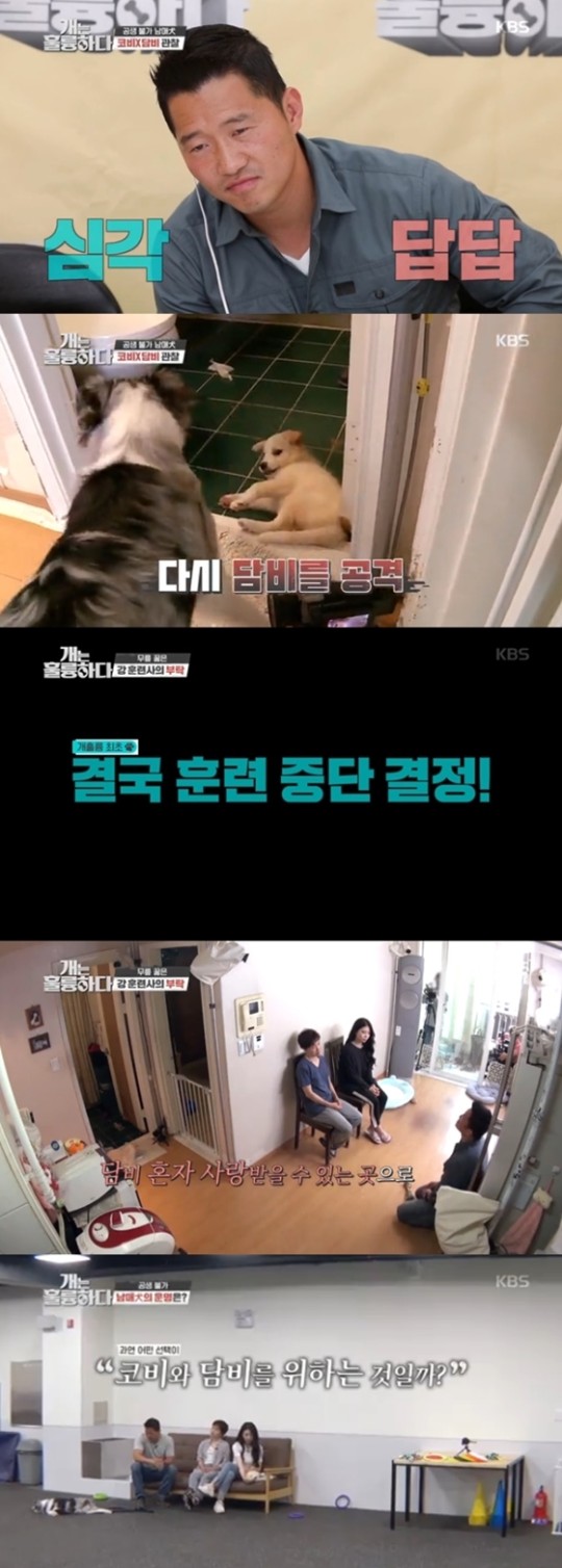 개훌륭 훈련중단..강형욱 아쉬움-보호센터 "법 처벌 가능" 개훌륭 훈련중단..강형욱 아쉬움-보호센터 "법 처벌 가능"