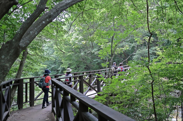 강원도 평창 힐링로드 오대산 선재길 걷기