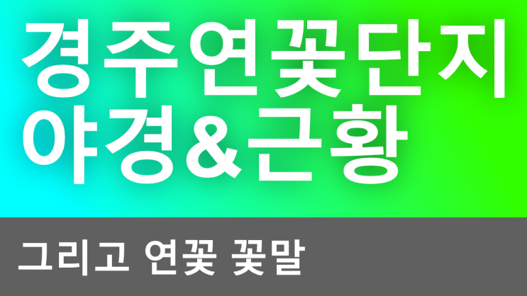 밤에가본 경주 연꽃단지 풍경