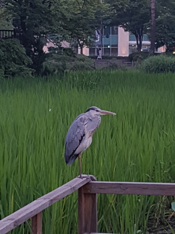  힐링 산책길 서울 어린이 대공원 걷기(왜가리 명소)