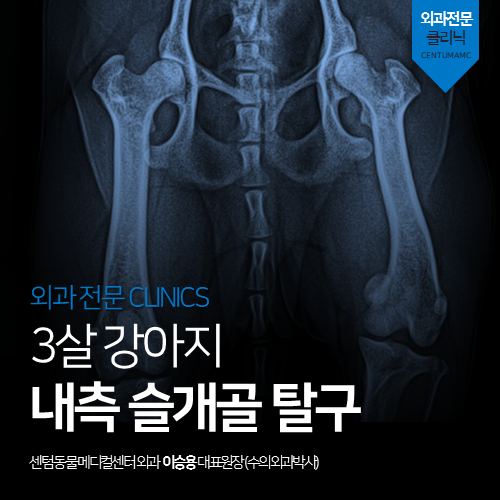 [정형외과] 강아지 내측 슬개골 탈구 (교정 전문 동물병원)