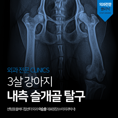  [정형외과] 강아지 내측 슬개골 탈구 (교정 전문 동물병원)