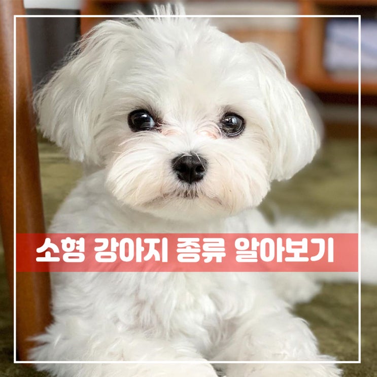  귀여운 강아지 종류 알아볼까요