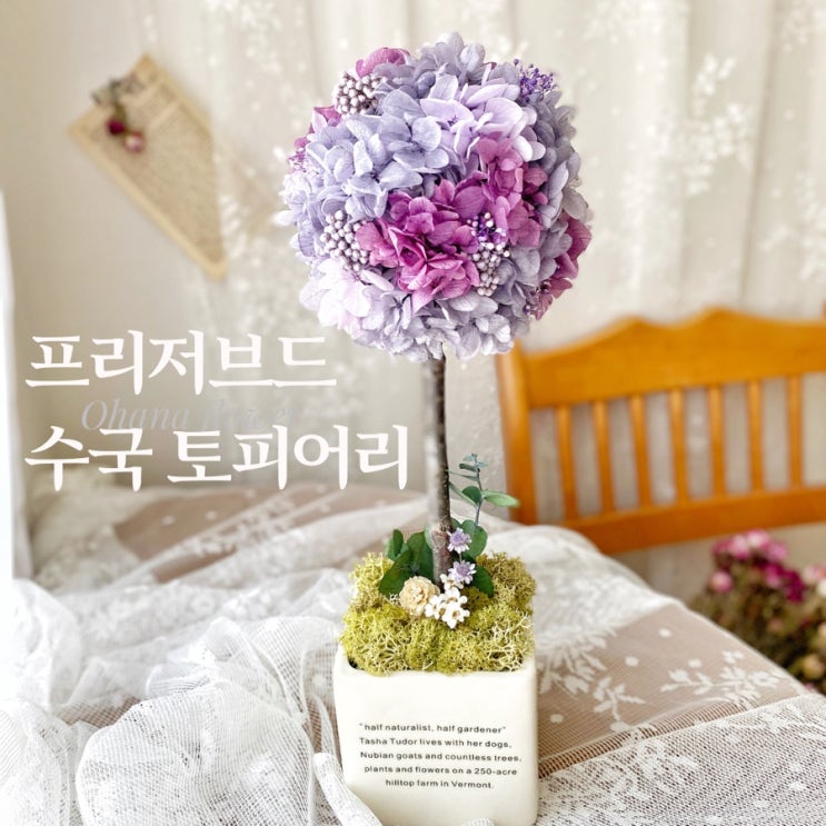  동글동글 , 시들지 않는 프리저브드플라워 수국 토피어리  :: 부산 수영 해운대 플라워스튜디오 Ohanaflower