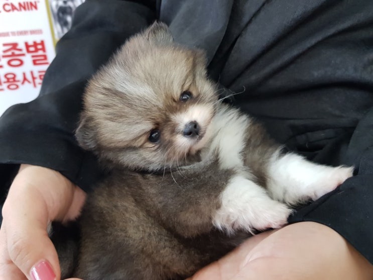  강아지입양 파티포메라니안 딸아이 데려온 날이에요