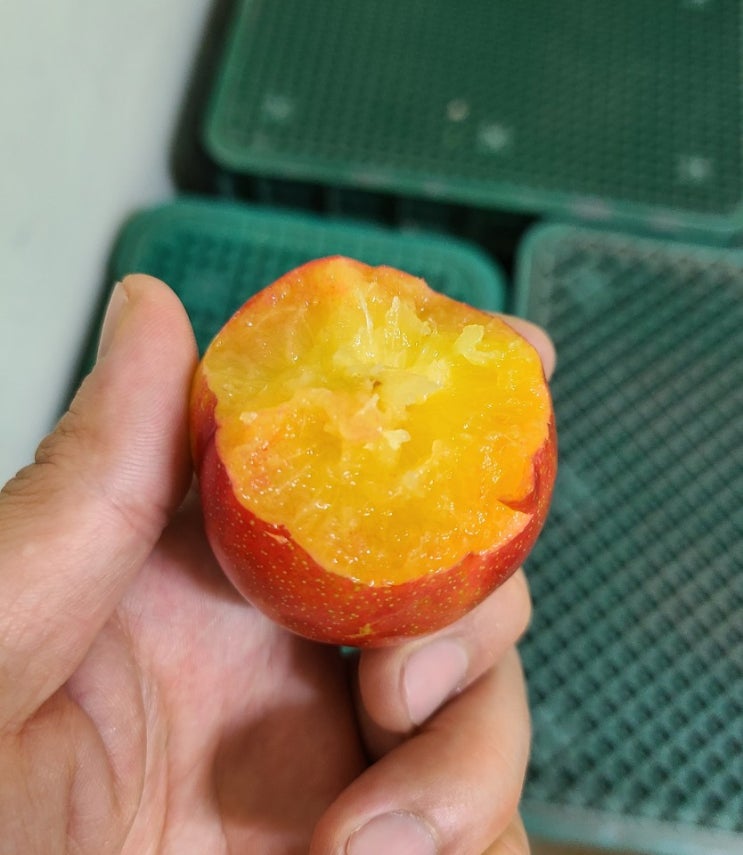  고당도 김천자두, 자두택배 합니다.