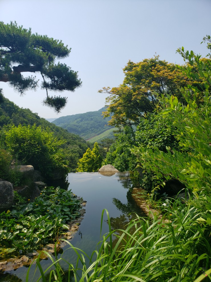  곤지암 화담숲 수국보러, 주말 드라이브 4시간 컷 (+예약, 모노레일 팁)