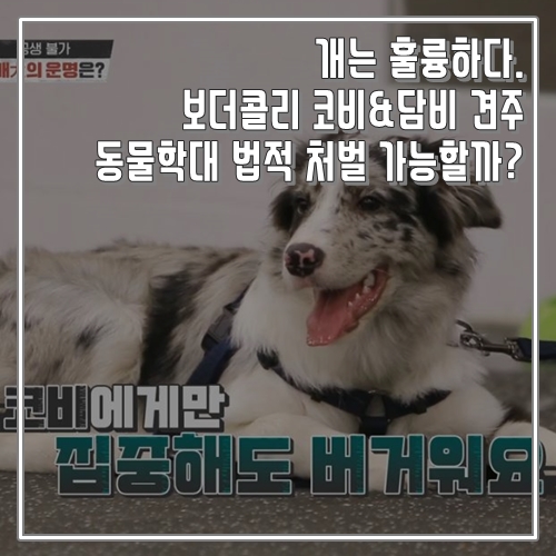  개훌륭 보더콜리 코비&담비 견주 동물학대 법적 처벌 가능할까?