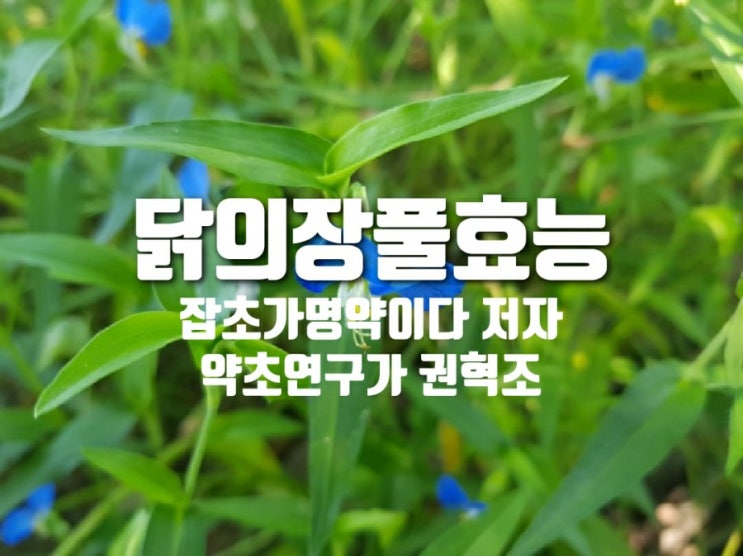 닭의장풀 효능