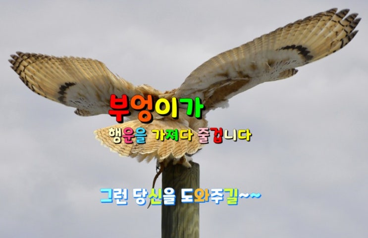 활짝 웃는 행운의 부엉이 보고가세요! 활짝 웃는 행운의 부엉이 보고가세요!
