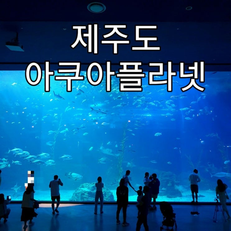   [제주도] 아쿠아리움 '아쿠아플라넷'