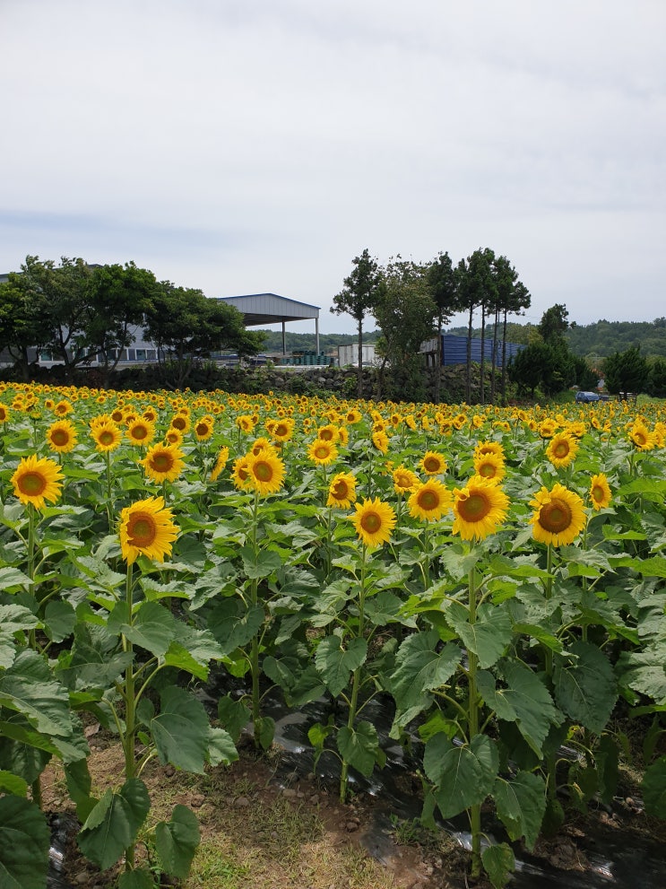  제주도볼거리 김경숙해바라기농장