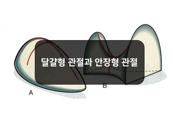 관절 표면(joint surface)의 모양 - 안장형관절, 달걀형관절!!