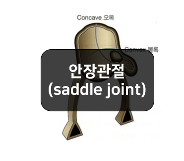 형태에 따른 윤활관절의 분류4부:안장관절(saddle joint)