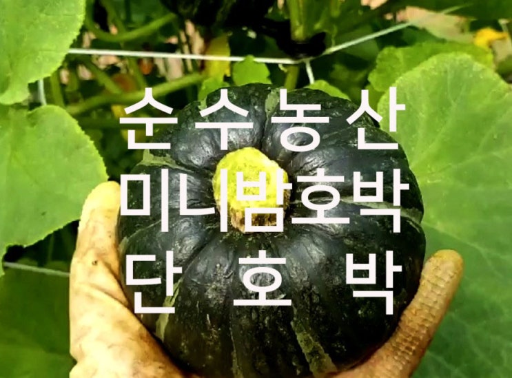  해남 미니밤호박 판매시작합니다