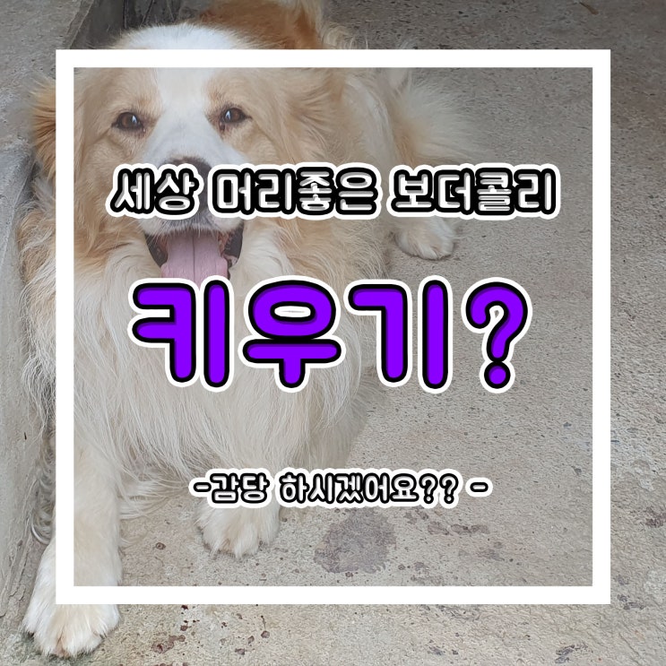 세상에서 가장 머리 좋은 개, 보더콜리 분양 및 키우기 전 유의사항