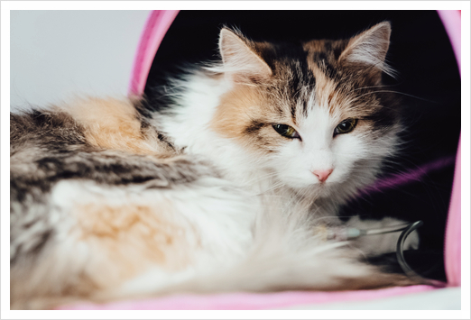 고양이 방광염 증상과 원인 그리고 치료 방법