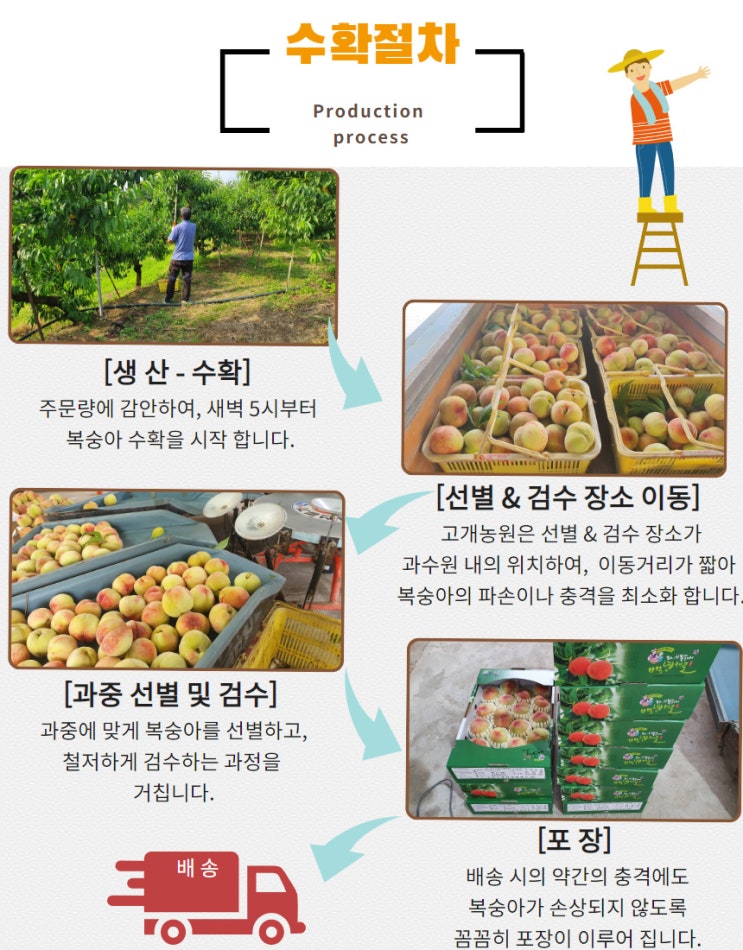  [세종 조치원 복숭아 과수원 - 고개농원] 복숭아 수확 절차