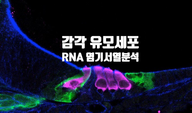 감각 유모세포 발달 RNA 염기서열 분석