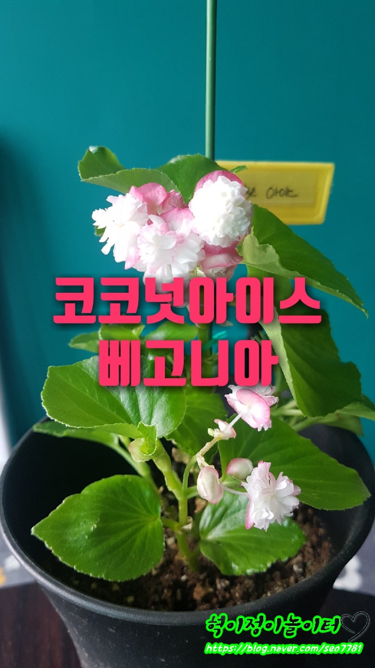 코코넛아이스베고니아  나눔이 물꽂이로 꽃보기                 from :스윗가든