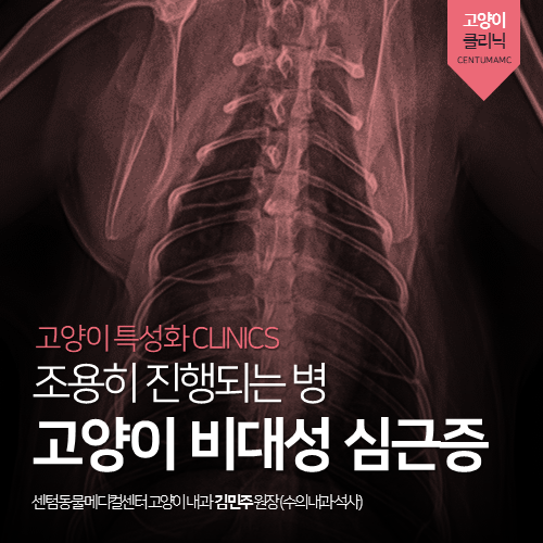  [고양이전문진료] 고양이 비대성 심근증 (무증상, 심장병, HCM)