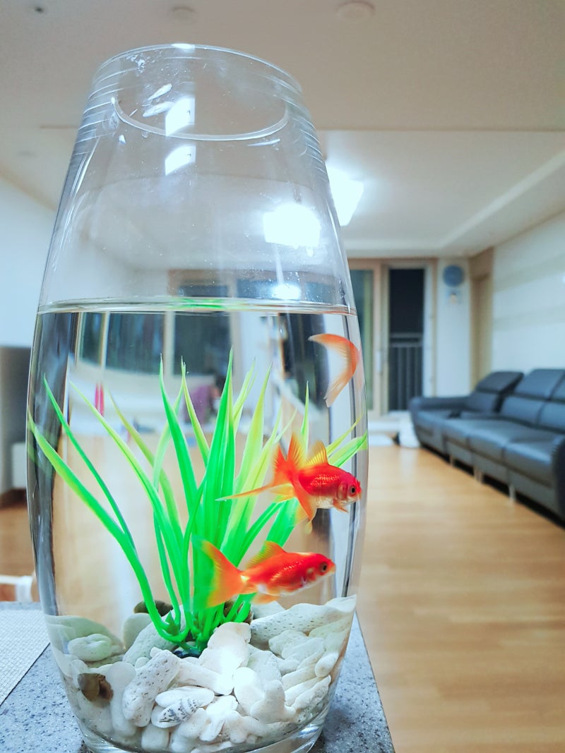 슬기로운 어항생활] 베타 키우기 : 네이버 블로그, image size:800x1067