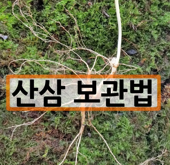  산삼 보관법 알아봅니다.