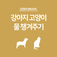  강아지 고양이 물 챙겨주기