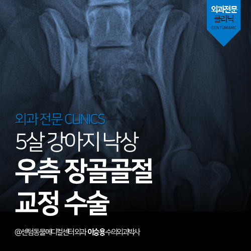 [정형외과] 강아지 낙상 - 우측 장골골절 교정 수술 (골반골절 전문 동물병원)
