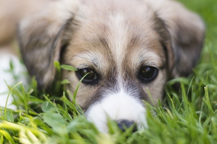 개에게서 냄새가 나고 몹시 가려워한다고요? 효모 감염이 문제일 수 있습니다.