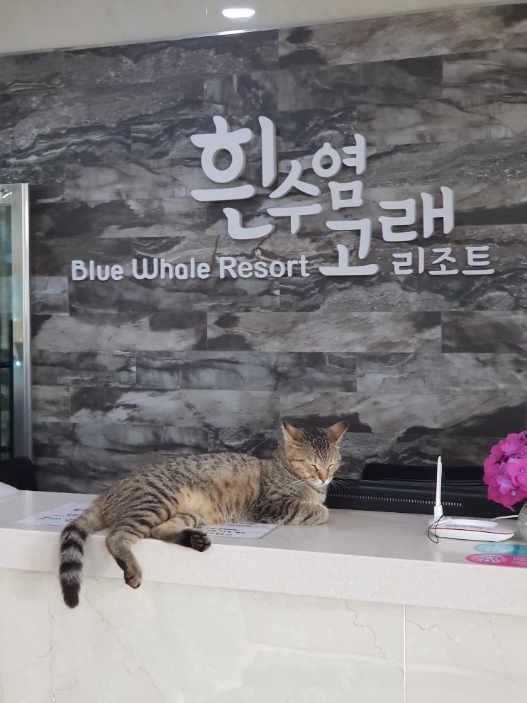  흰수염고래리조트, 애들이랑 놀기 딱 좋은 곳이네요.
