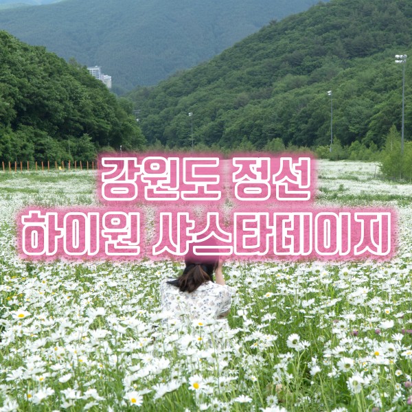 태백 물닭갈비와 정선 하이원리조트 샤스타데이지