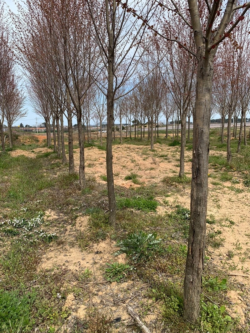 계수나무 가격 대량으로 가져가요 : 네이버 블로그